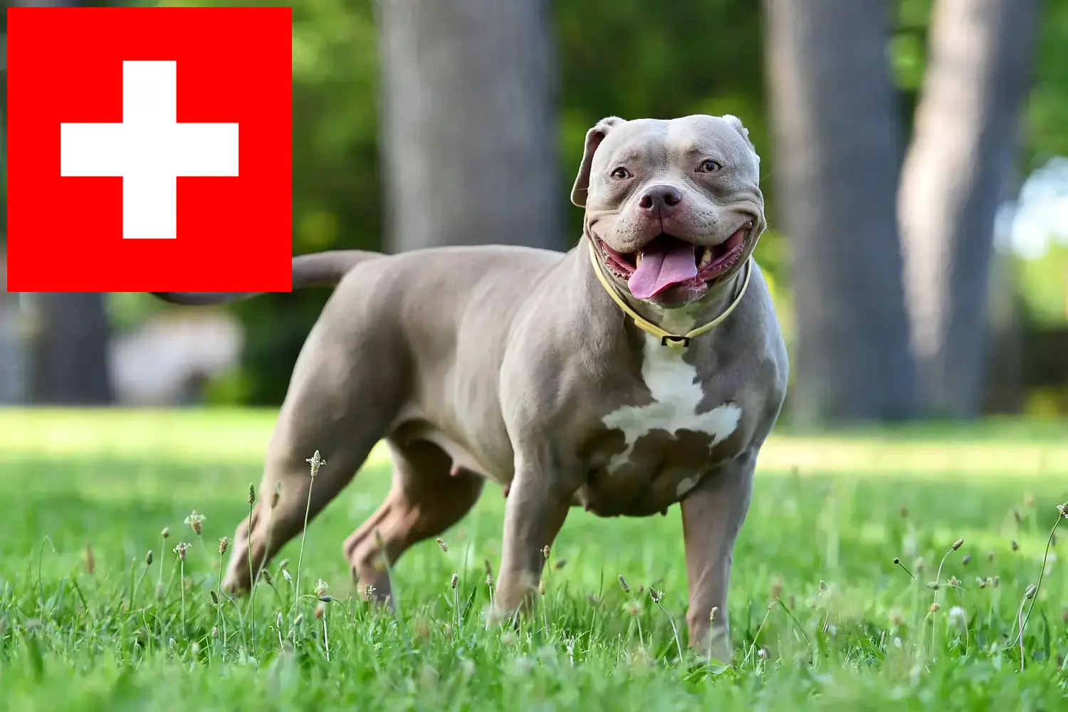 Lee más sobre el artículo Criadores de Bulldog Americano y cachorros en Suiza