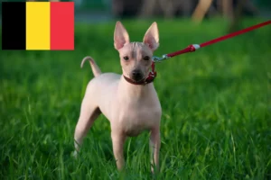 Lee más sobre el artículo Criadores y cachorros de American Hairless Terrier en Bélgica