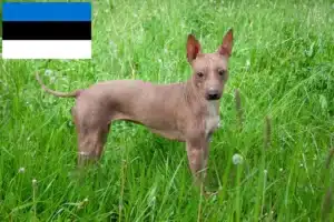 Lee más sobre el artículo Criadores y cachorros de American Hairless Terrier en Estonia