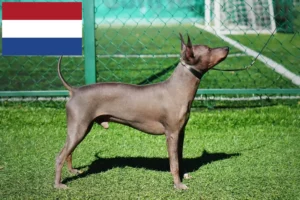 Lee más sobre el artículo Criadores y cachorros de American Hairless Terrier en los Países Bajos