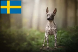 Lee más sobre el artículo Criadores y cachorros de American Hairless Terrier en Suecia