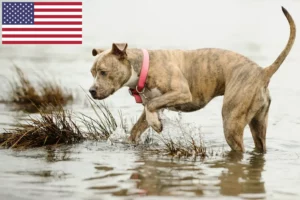 Lee más sobre el artículo American Pit Bull Terrier criadores y cachorros en EE.UU.