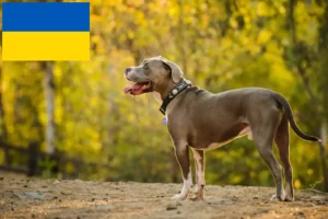 Lee más sobre el artículo Criadores y cachorros de American Pit Bull Terrier en Ucrania