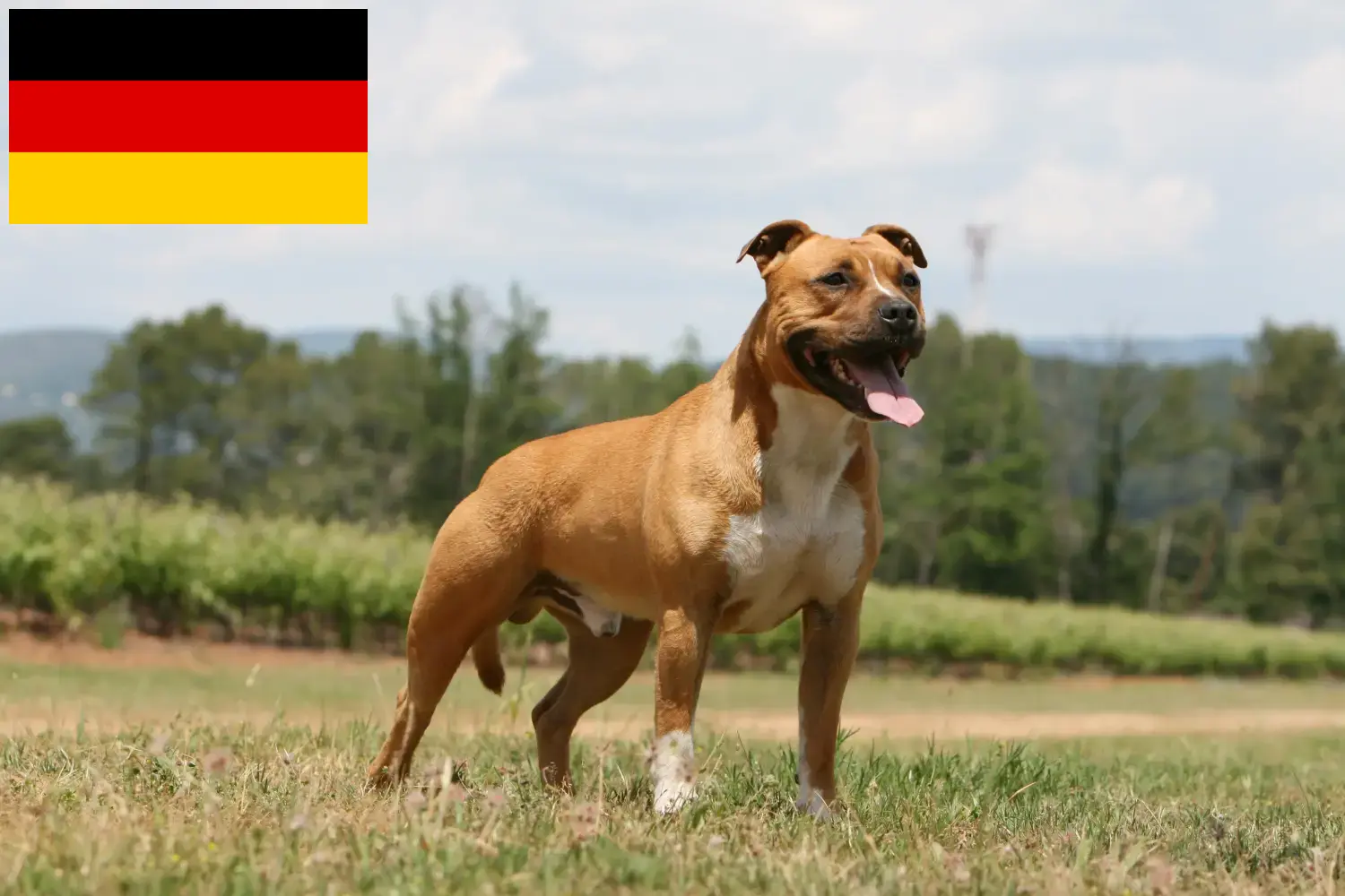 Lee más sobre el artículo Criadores y cachorros de American Staffordshire Terrier en Alemania