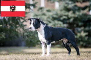 Lee más sobre el artículo Criadores y cachorros de American Staffordshire Terrier en Austria