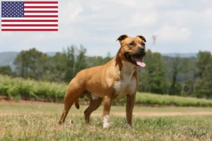 Lee más sobre el artículo American Staffordshire Terrier criadores y cachorros en los EE.UU.