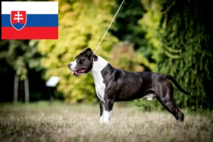 Lee más sobre el artículo Criadores y cachorros de American Staffordshire Terrier en Eslovaquia