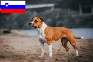 Lee más sobre el artículo Criadores de American Staffordshire Terrier y cachorros en Eslovenia