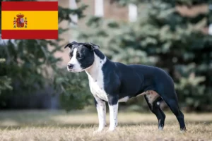 Lee más sobre el artículo Criadores y cachorros de American Staffordshire Terrier en España