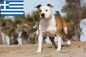 Lee más sobre el artículo Criadores de American Staffordshire Terrier y cachorros en Grecia