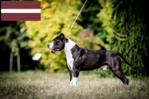 Lee más sobre el artículo Criadores y cachorros de American Staffordshire Terrier en Letonia