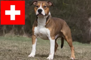 Lee más sobre el artículo Criadores y cachorros de American Staffordshire Terrier en Suiza