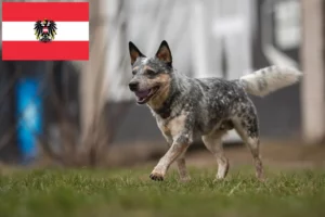 Lee más sobre el artículo Criadores de perros boyeros australianos y cachorros en Austria