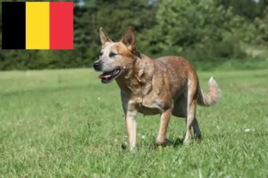 Lee más sobre el artículo Criadores de Perros Boyeros Australianos y cachorros en Bélgica