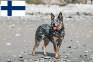 Lee más sobre el artículo Criadores de Perros Boyeros Australianos y cachorros en Finlandia