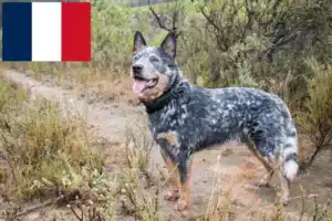 Lee más sobre el artículo Criadores de perros boyeros australianos y cachorros en Francia