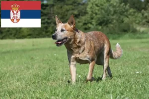 Lee más sobre el artículo Criadores de Perros Boyeros Australianos y cachorros en Serbia