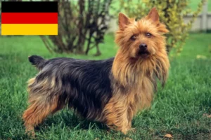 Lee más sobre el artículo Criadores y cachorros de Australian Terrier en Alemania