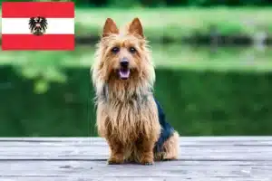 Lee más sobre el artículo Criadores y cachorros de Australian Terrier en Austria