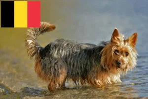 Lee más sobre el artículo Criadores y cachorros de Australian Terrier en Bélgica