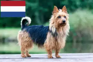 Lee más sobre el artículo Criadores y cachorros de Australian Terrier en los Países Bajos