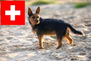 Lee más sobre el artículo Criadores y cachorros de Australian Terrier en Suiza