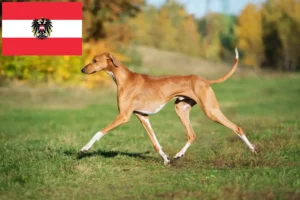 Lee más sobre el artículo Criadores y cachorros de Azawakh en Austria