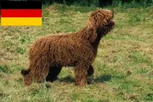 Lee más sobre el artículo Criadores de Barbet y cachorros en Alemania