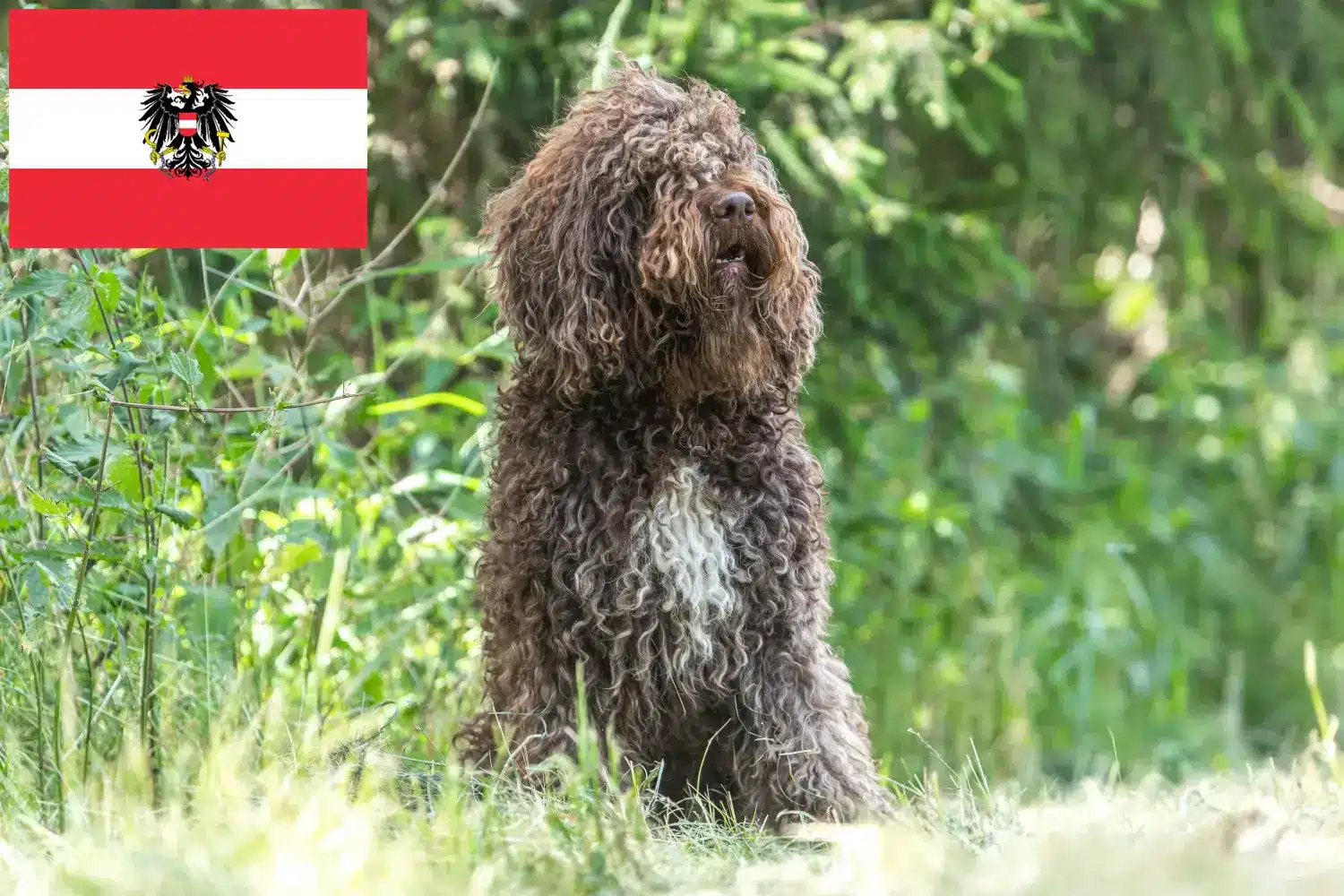 Lee más sobre el artículo Criadores de Barbet y cachorros en Austria