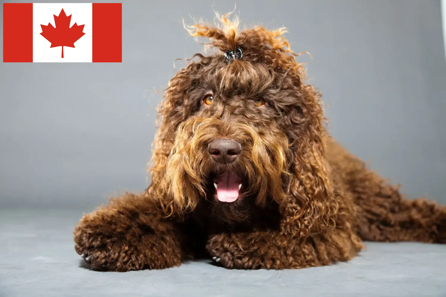 Lee más sobre el artículo Criadores de Barbet y cachorros en Canadá