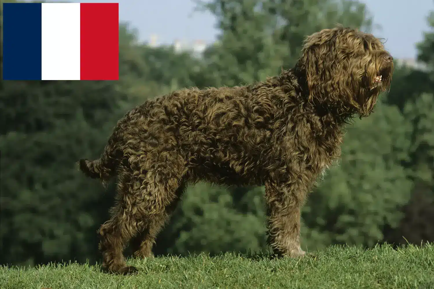 Lee más sobre el artículo Criadores de Barbet y cachorros en Francia