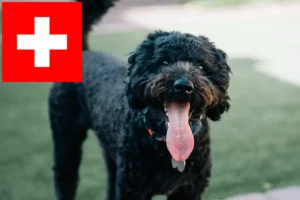 Lee más sobre el artículo Criadores de Barbet y cachorros en Suiza