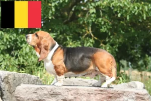 Lee más sobre el artículo Criadores de Basset Hound y cachorros en Bélgica