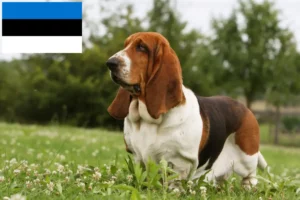 Lee más sobre el artículo Criadores de Basset Hound y cachorros en Estonia