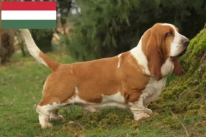 Lee más sobre el artículo Criadores de Basset Hound y cachorros en Hungría