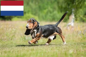 Lee más sobre el artículo Criadores de Basset Hound y cachorros en los Países Bajos