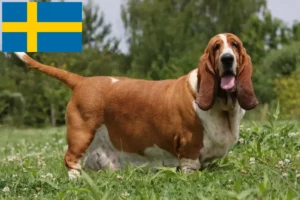 Lee más sobre el artículo Criadores y cachorros de Basset Hound en Suecia