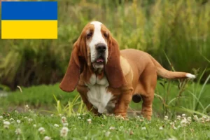 Lee más sobre el artículo Criadores de Basset Hound y cachorros en Ucrania