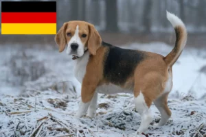 Lee más sobre el artículo Criadores de Beagle y cachorros en Alemania