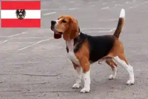 Lee más sobre el artículo Criadores de Beagle y cachorros en Austria