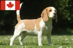 Lee más sobre el artículo Criadores de Beagle y cachorros en Canadá