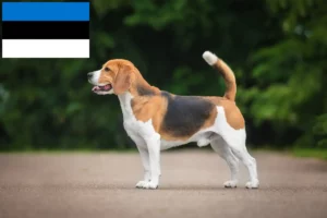 Lee más sobre el artículo Criadores de Beagle y cachorros en Estonia