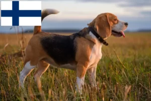 Lee más sobre el artículo Criadores de Beagle y cachorros en Finlandia