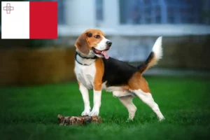 Lee más sobre el artículo Criadores de Beagle y cachorros en Malta