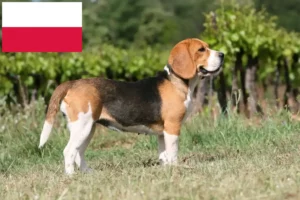 Lee más sobre el artículo Criadores de Beagle y cachorros en Polonia