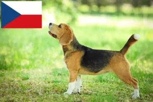 Lee más sobre el artículo Criadores de Beagle y cachorros en la República Checa