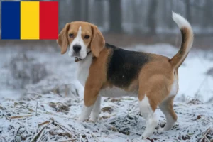 Lee más sobre el artículo Criadores de Beagle y cachorros en Rumanía