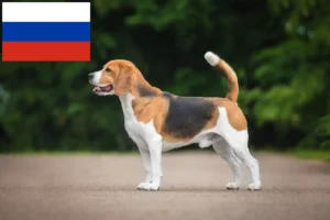 Lee más sobre el artículo Criadores de Beagle y cachorros en Rusia