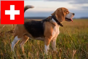 Lee más sobre el artículo Criadores de Beagle y cachorros en Suiza