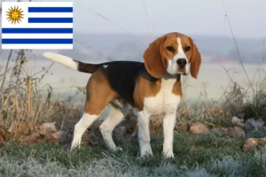 Lee más sobre el artículo Criadores de Beagle y cachorros en Uruguay